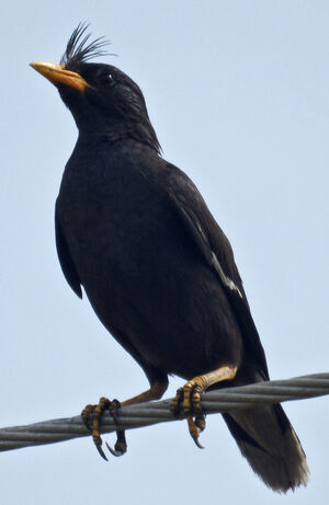 White-vented Myna