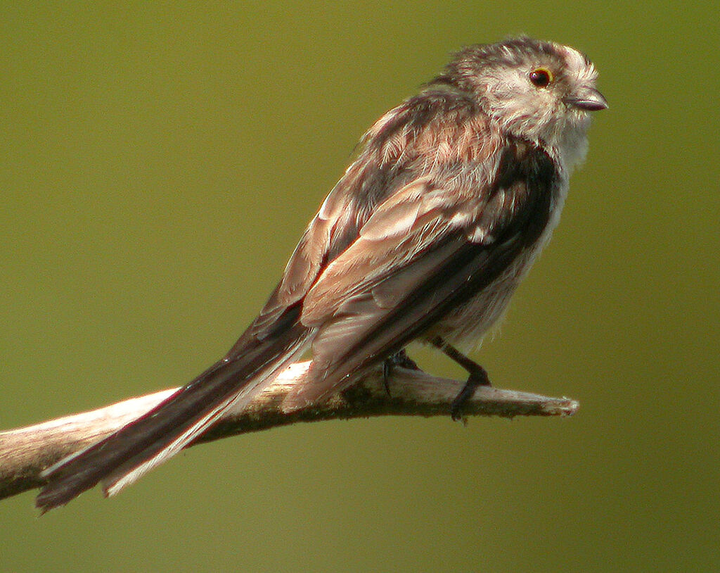 Mésange à longue queue - Aegithalos caudatus