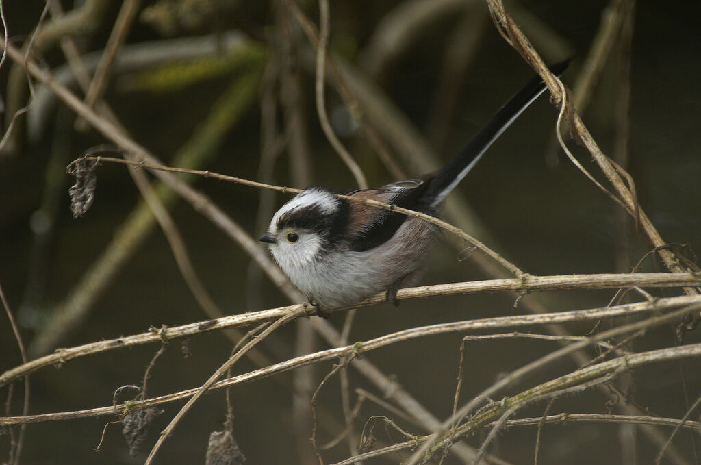 Mésange à longue queue - Aegithalos caudatus