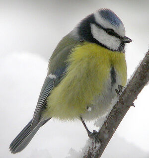 Eurasian Blue Tit 
&copy; Marie-Andr�e et Thierry B�cret