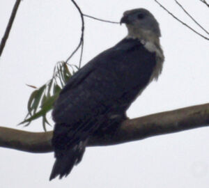 Grey-headed Kite