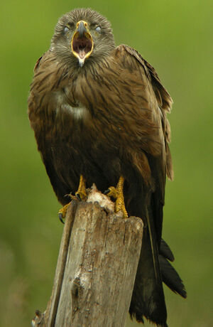 Black Kite