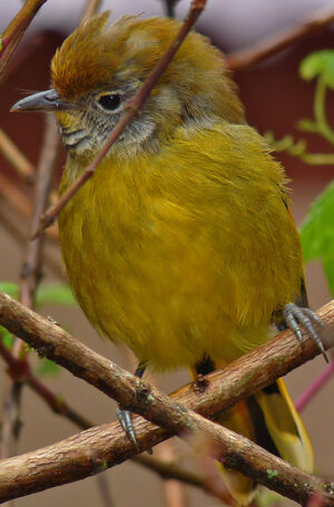 Bar-throated Minla