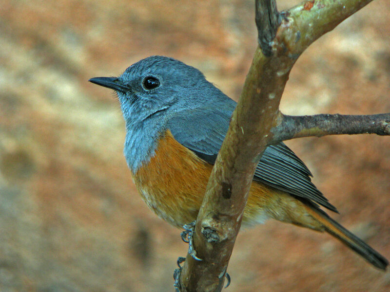Forest Rock Thrush male