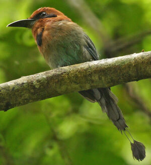 Broad-billed Motmot