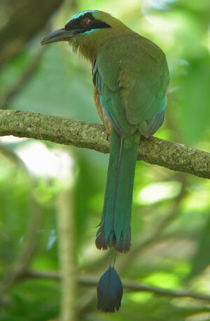 Blue-crowned Motmot