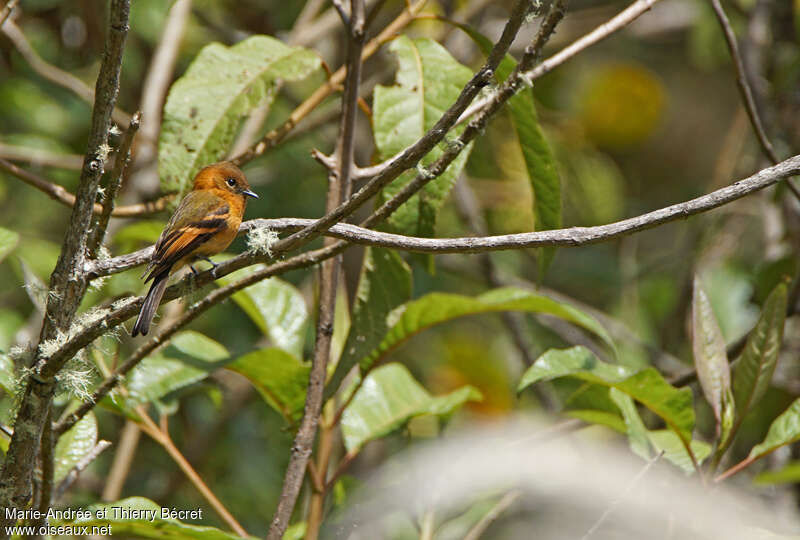 Cinnamon Flycatcheradult, habitat