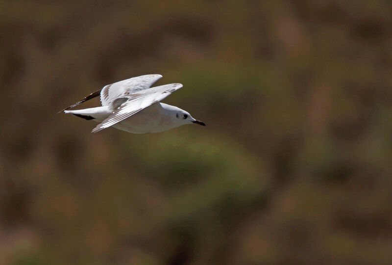 Andean Gull, Flight