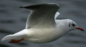 Mouette rieuse