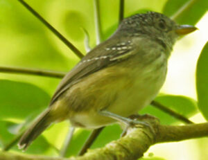 Myrmidon � flancs blancs