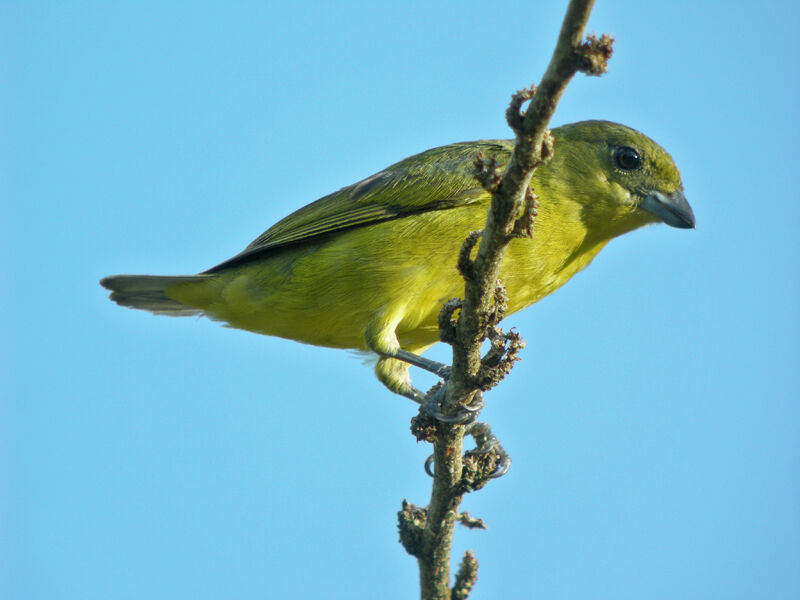 Thick-billed Euphonia female