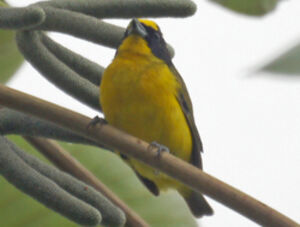 Organiste � calotte jaune