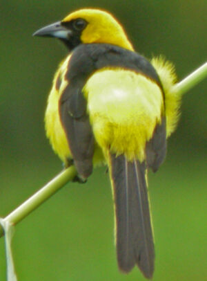 Oriole � queue jaune