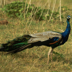 Indian Peafowl