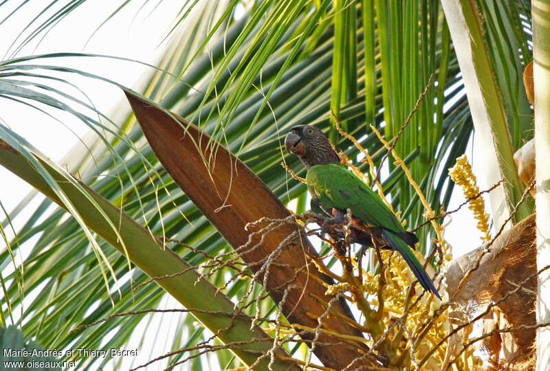 Red-fan Parrot, habitat, pigmentation