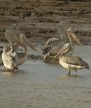 Spot-billed Pelican