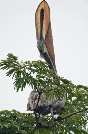 Brown Pelican