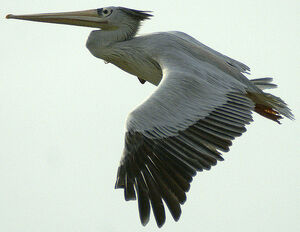 Pink-backed Pelican