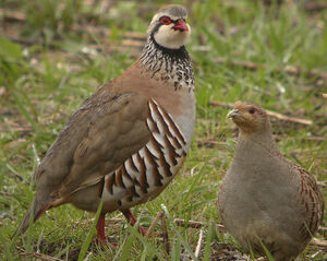 Red-legged Partridge 
&copy; Marie-Andr�e et Thierry B�cret