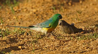 Red-rumped Parrot
