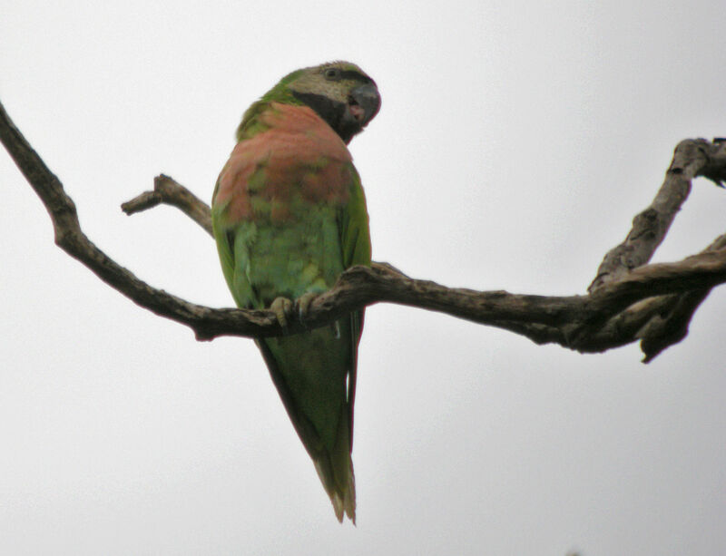 Red-breasted Parakeet, identification