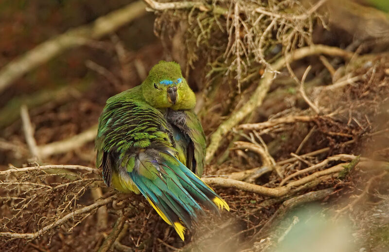 Orange-bellied Parrot male