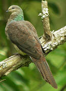 Barred Cuckoo-Dove