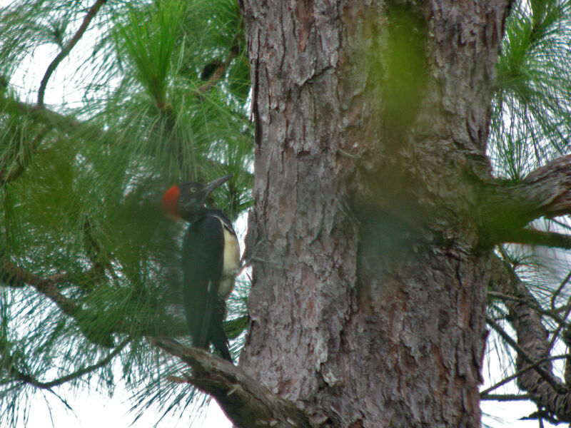 White-bellied Woodpecker female