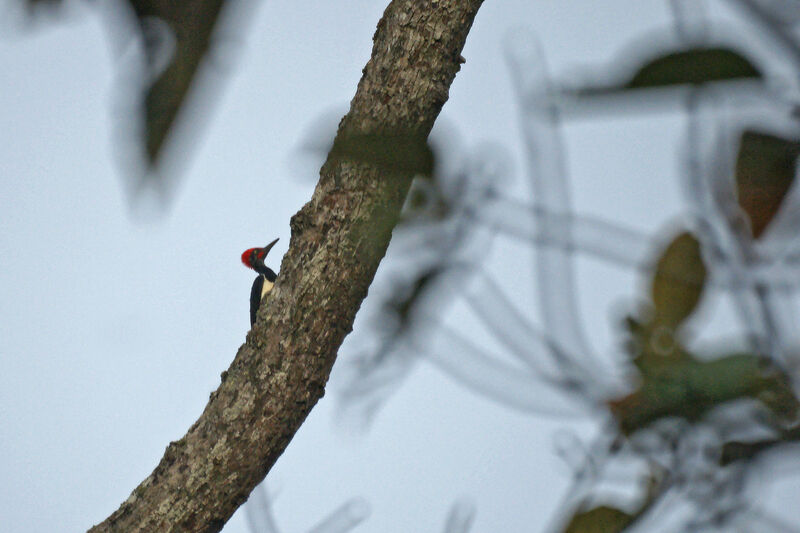 White-bellied Woodpecker male