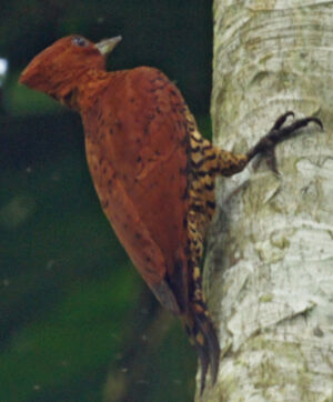 Cinnamon Woodpecker