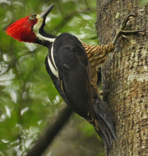 Crimson-crested Woodpecker