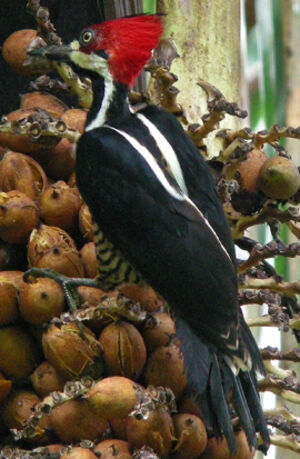 Crimson-crested Woodpecker