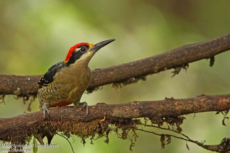Black-cheeked Woodpecker male adult, close-up portrait