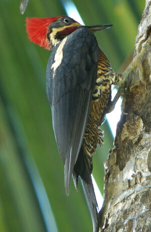 Lineated Woodpecker
