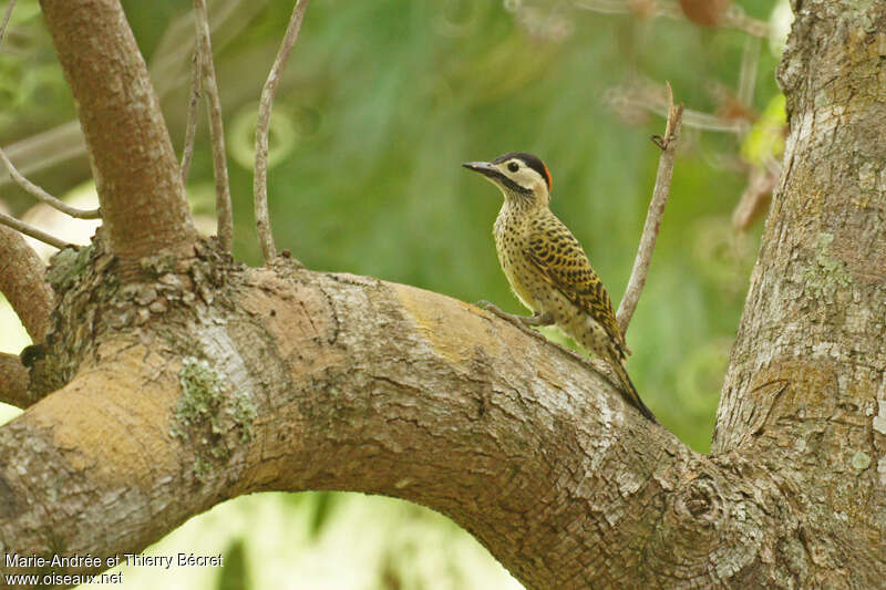 Green-barred Woodpecker female adult, identification