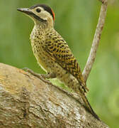Green-barred Woodpecker
