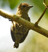 Bar-breasted Piculet