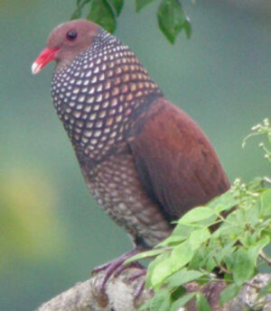Pigeon ramiret