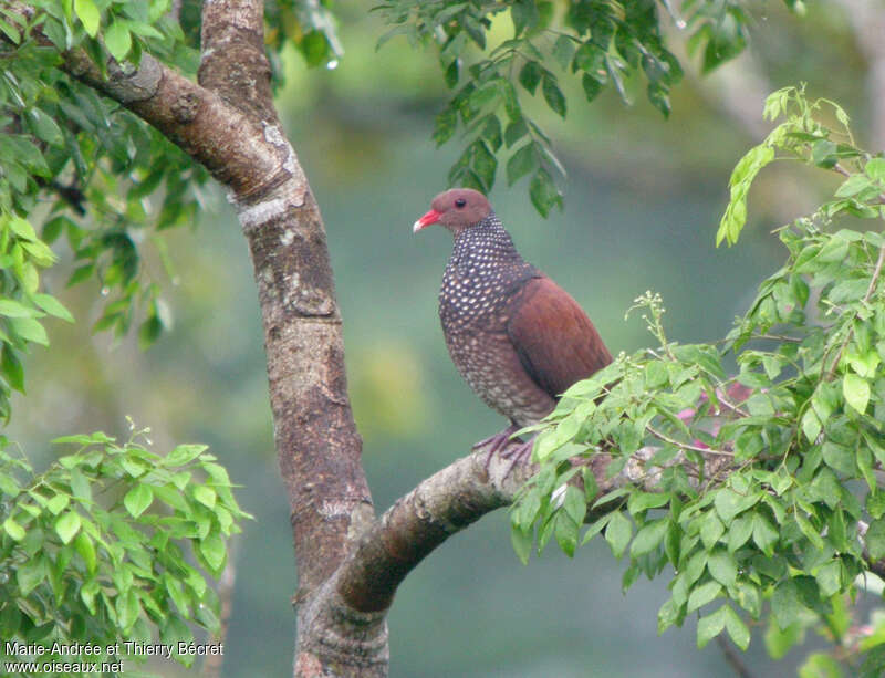 Scaled Pigeon male adult, identification