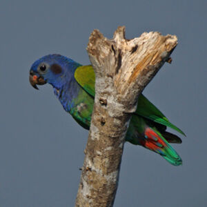 Pione � t�te bleue