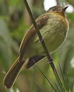 Rufous-breasted Flycatcher