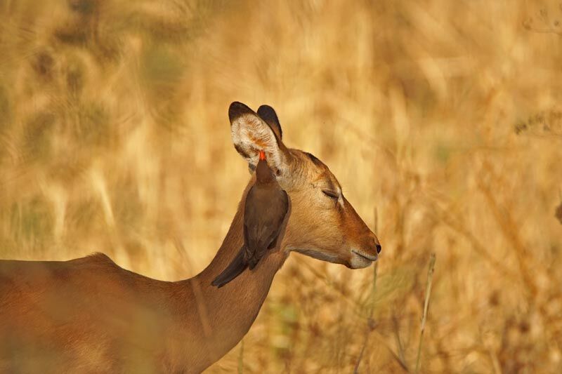 Red-billed Oxpecker