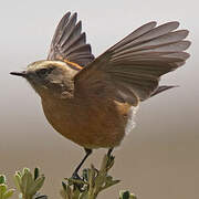 Brown-backed Chat-Tyrant