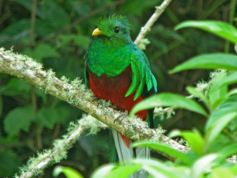Quetzal resplendissant mâle