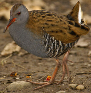 Water Rail