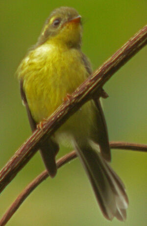 Rhipidure à ventre jaune