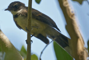 Pied Fantail