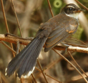 Pied Fantail