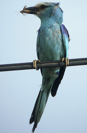 Abyssinian Roller