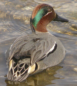 Eurasian Teal 
&copy; Marie-Andr�e et Thierry B�cret